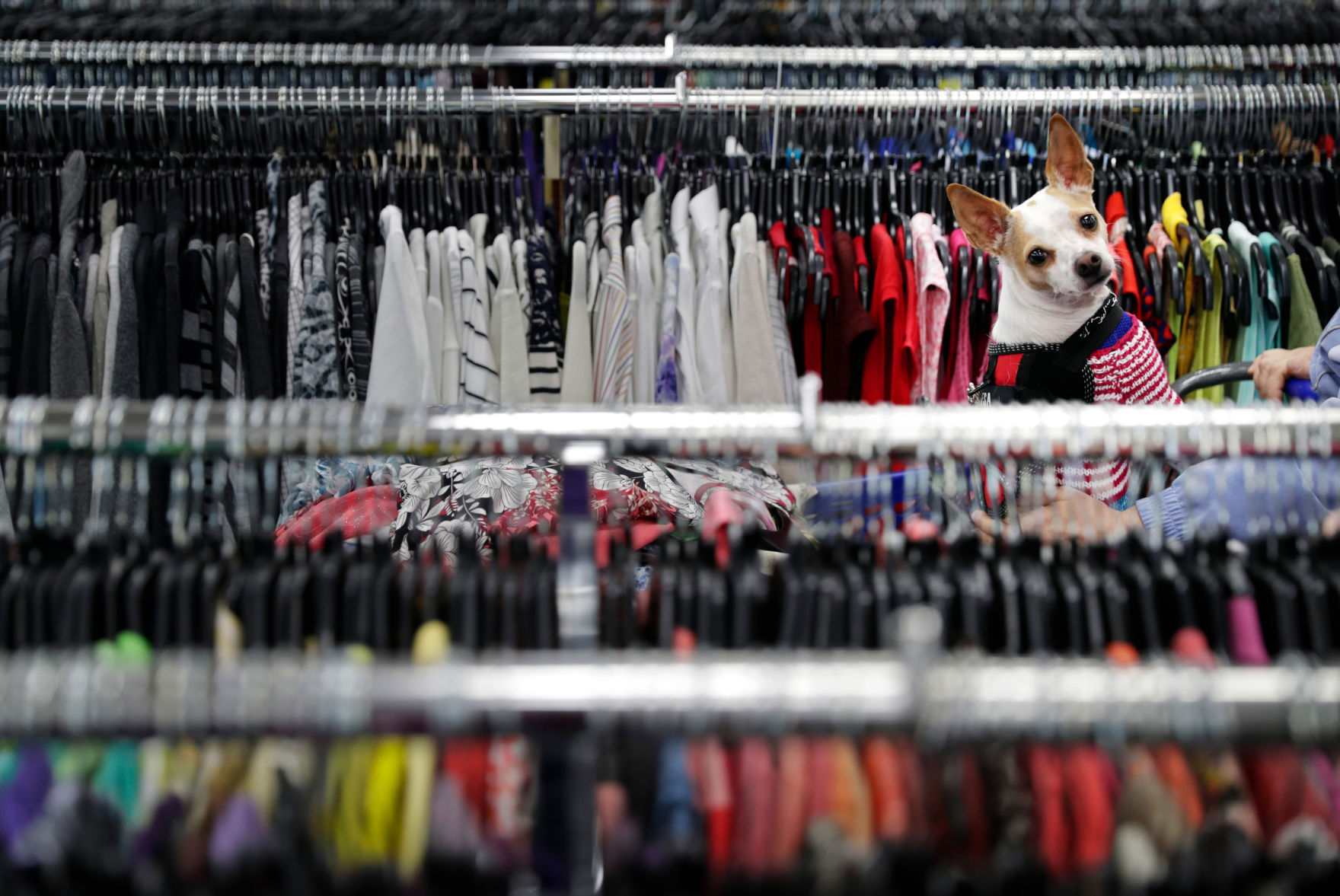 Puppy shopping -- M.P. King